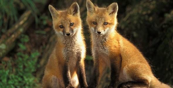 fox-in