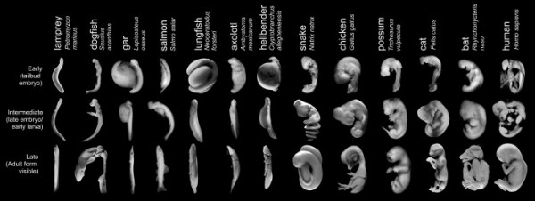 Richardson-embryos (1)