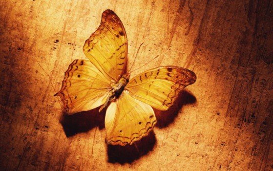 butterfly_wallpaper4001