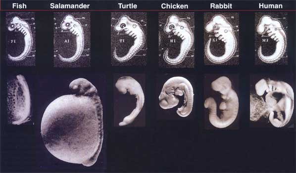 embryo4