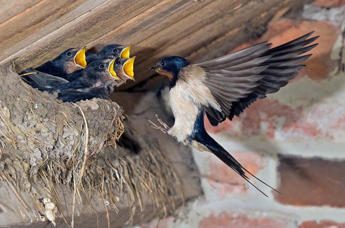 Barn Swallow at nest