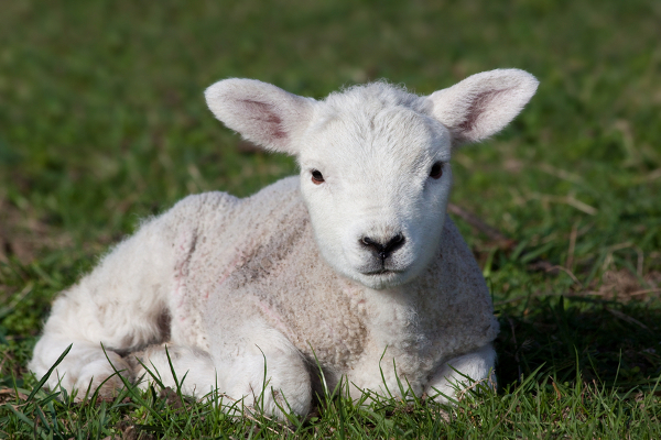 Close-up of lamb lying in field